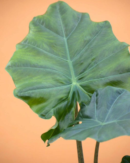Alocasia 'portodora' (Alocasia odora x Alocasia portei)