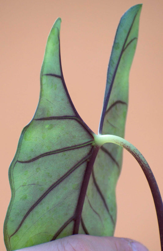 Alocasia princeps 'Purple Cloak'