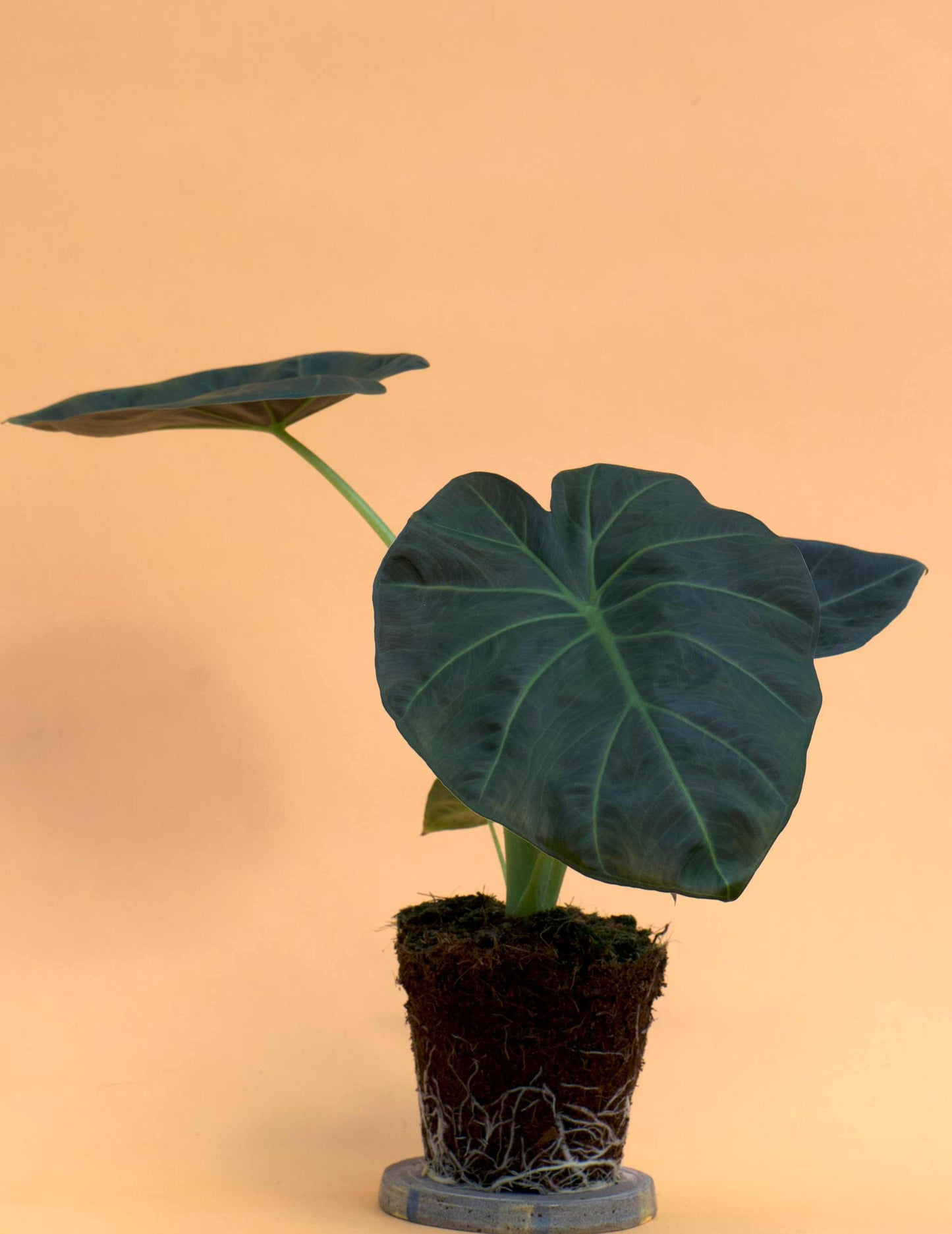 Alocasia 'Regal Shields'