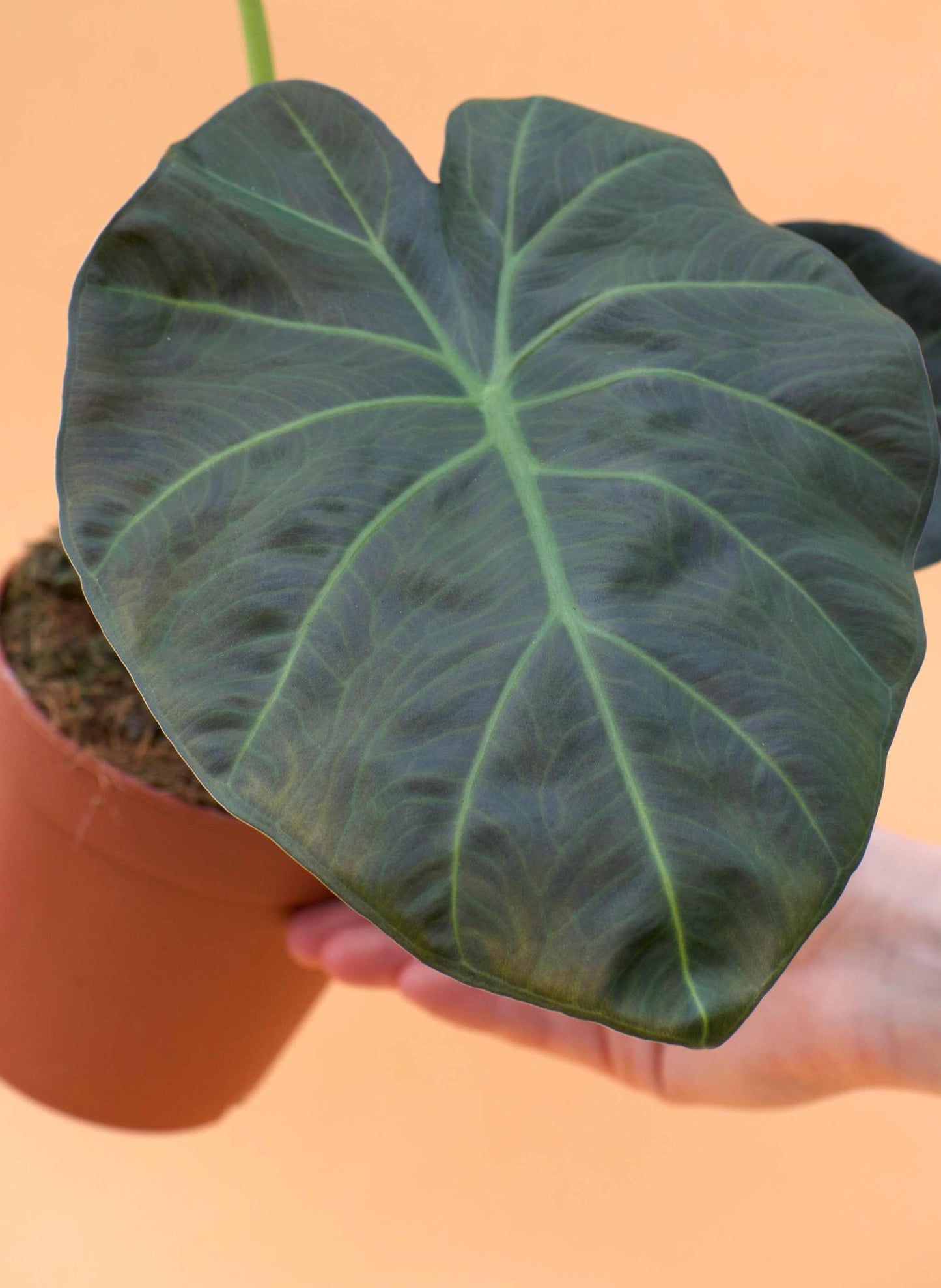 Alocasia 'Regal Shields'
