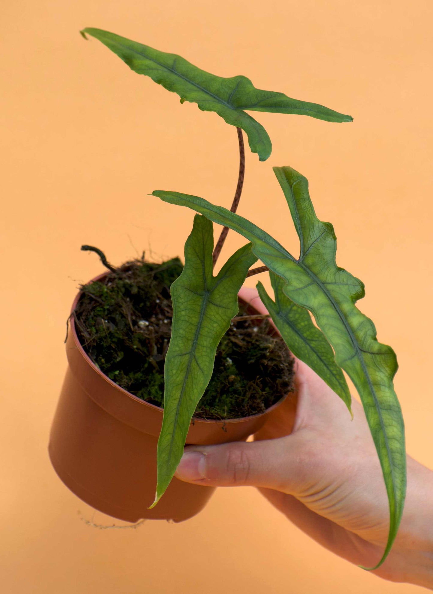 Alocasia sp. sulawesi 'sabrina narrow'
