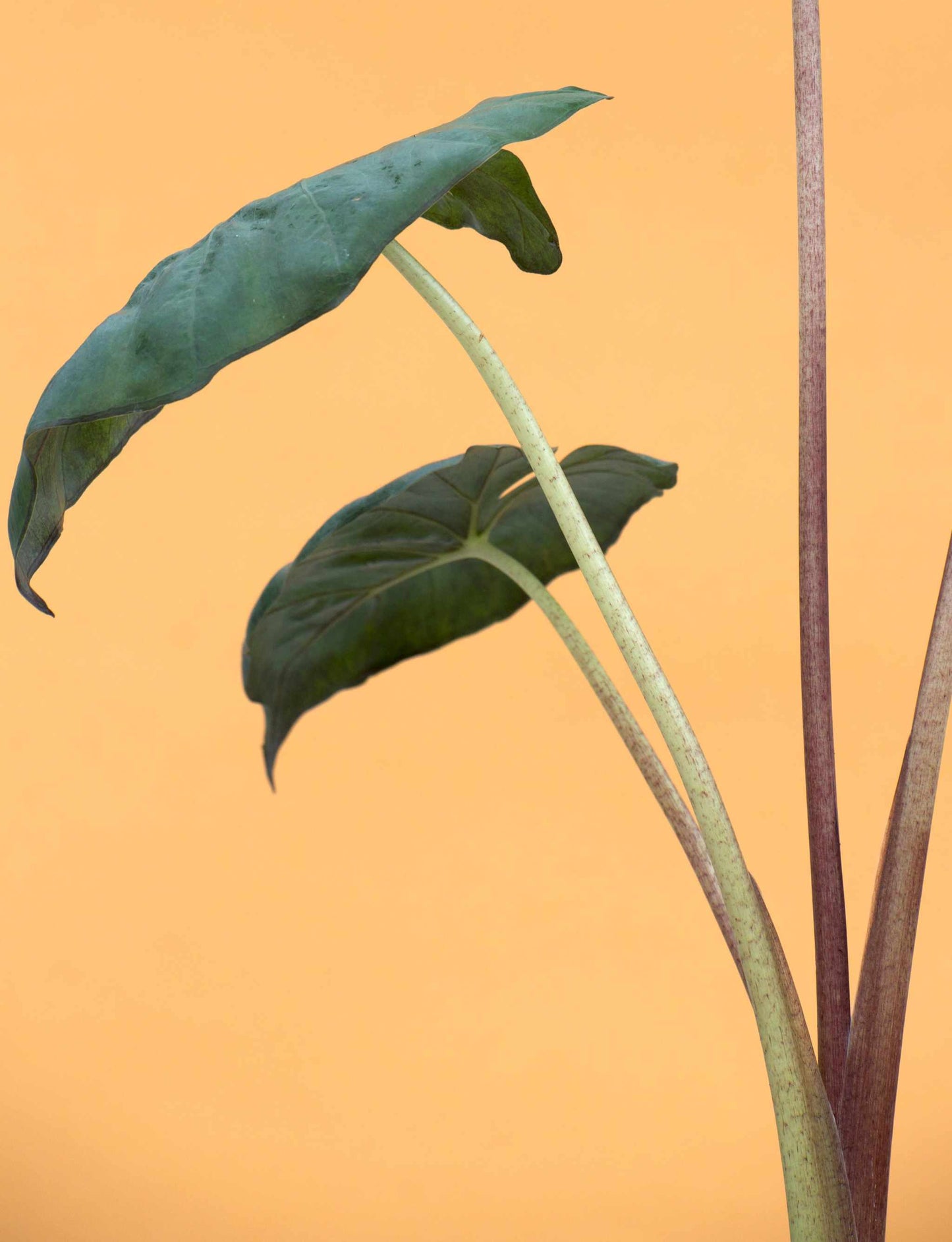 Alocasia sarawakensis 'Yucatan princess'
