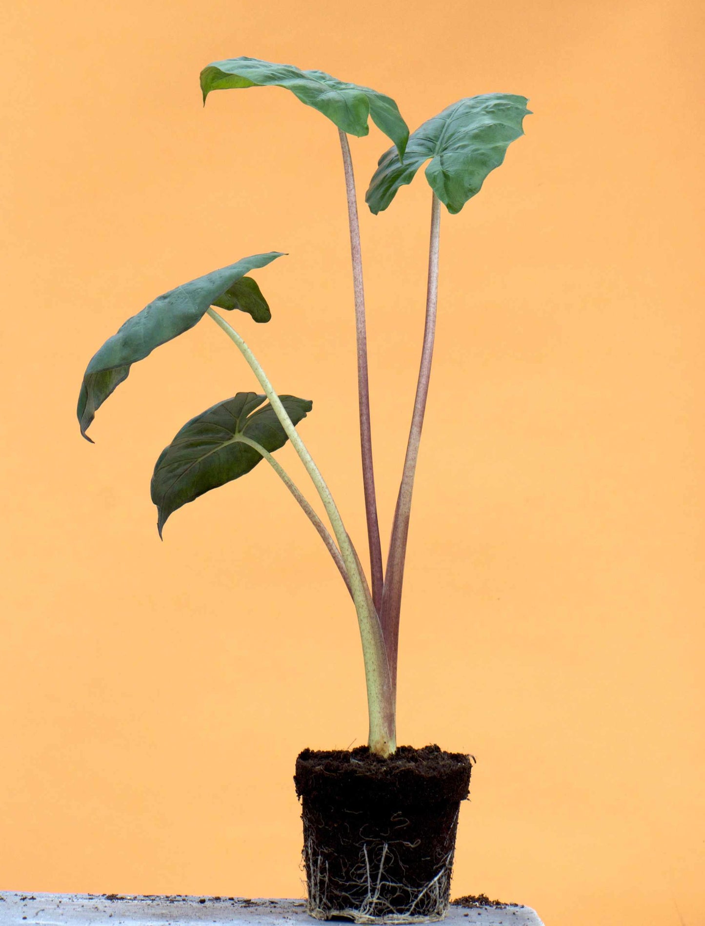 Alocasia sarawakensis 'Yucatan princess'
