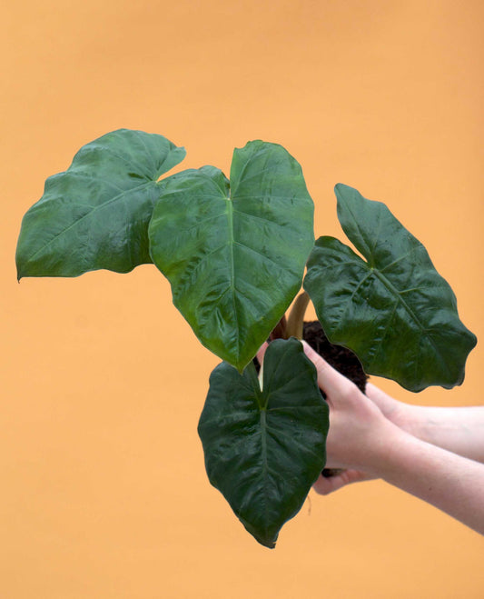 Alocasia sarawakensis 'Yucatan princess'