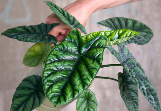 Alocasia sinuata blad