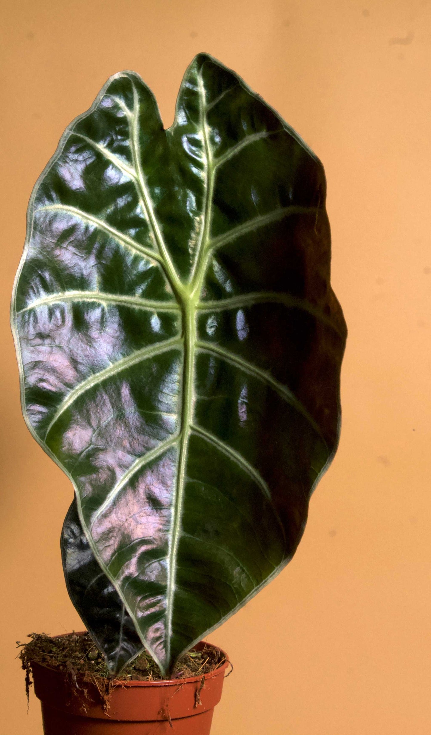 el choco red philodendron