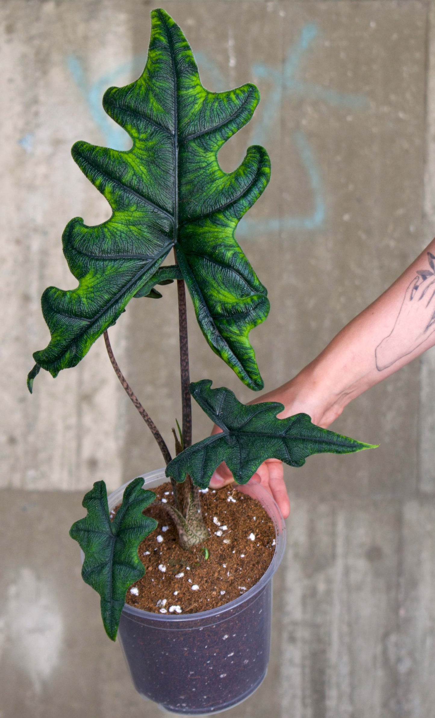 Alocasia tandurusa