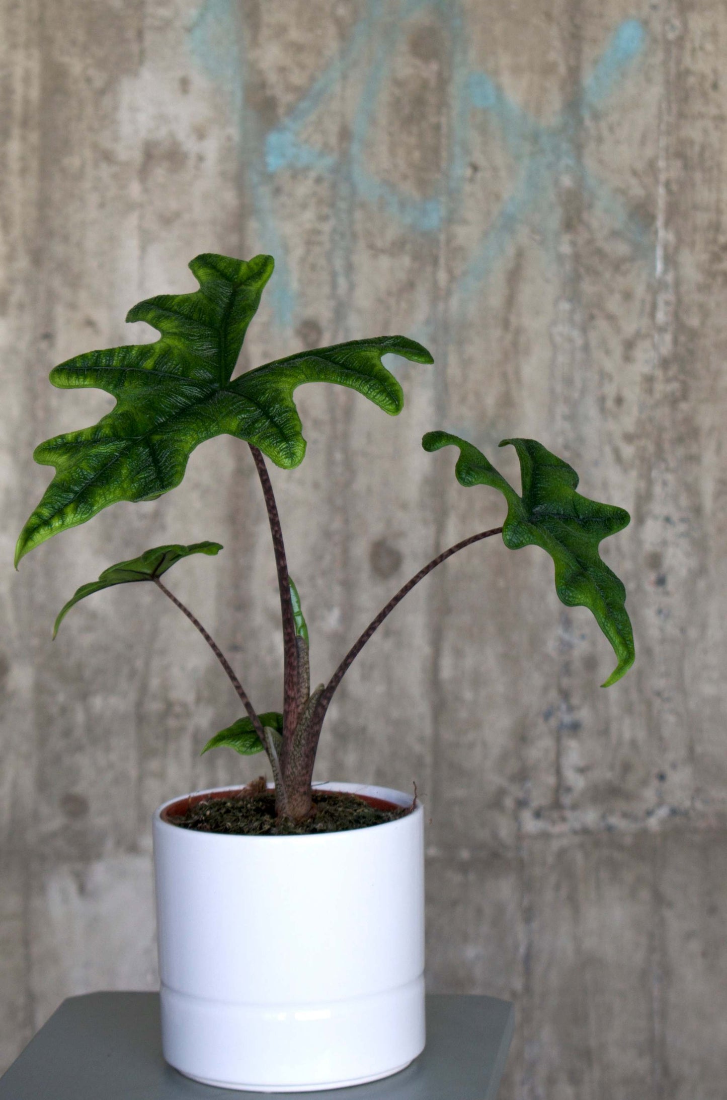 Alocasia tandurusa medium