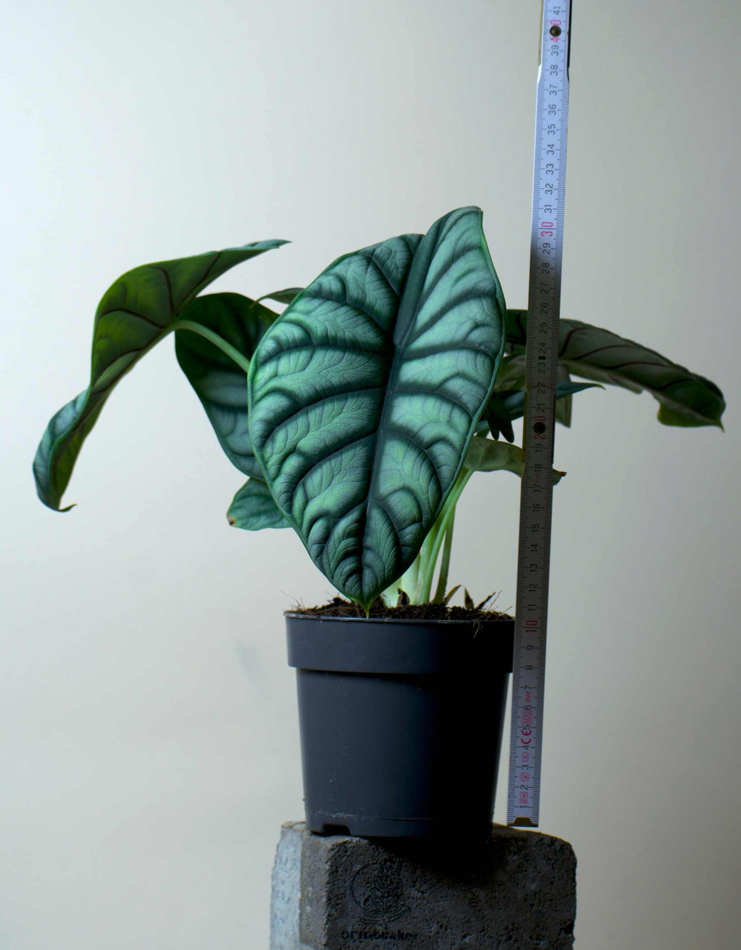 Alocasia bagina 'silver dragon'