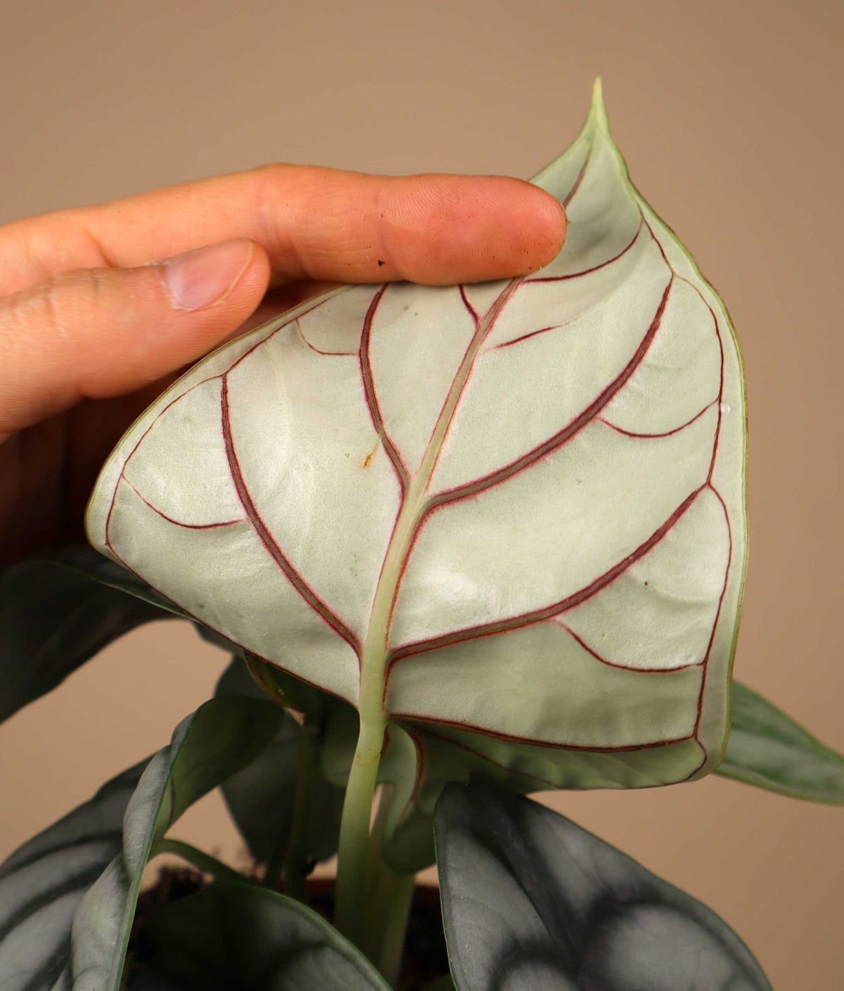 Alocasia baginda 'silver dragon'