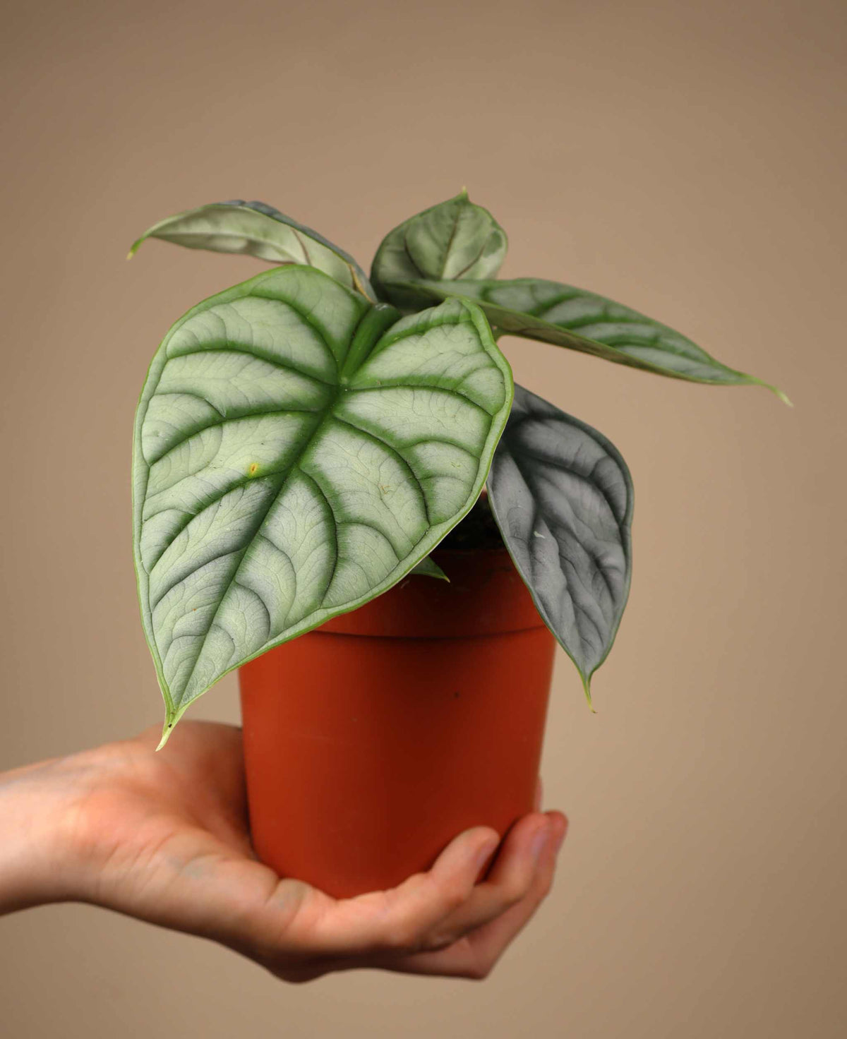 Alocasia baginda 'silver dragon'