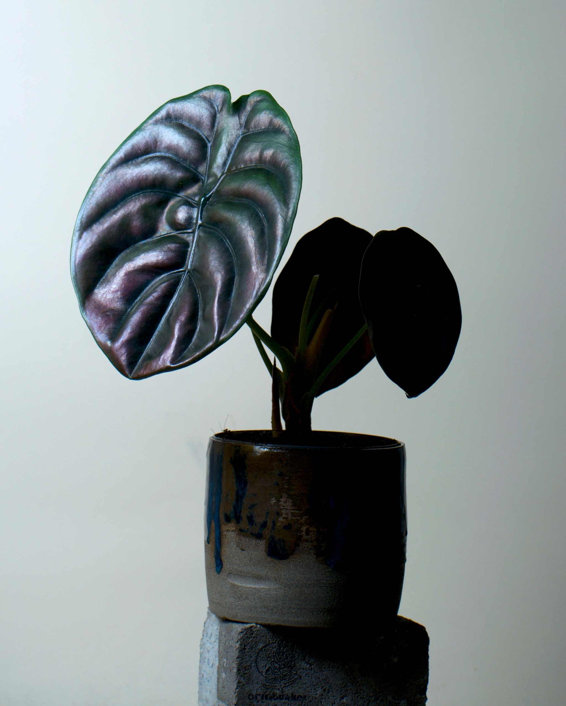 Alocasia cuprea 'kopparsköld'