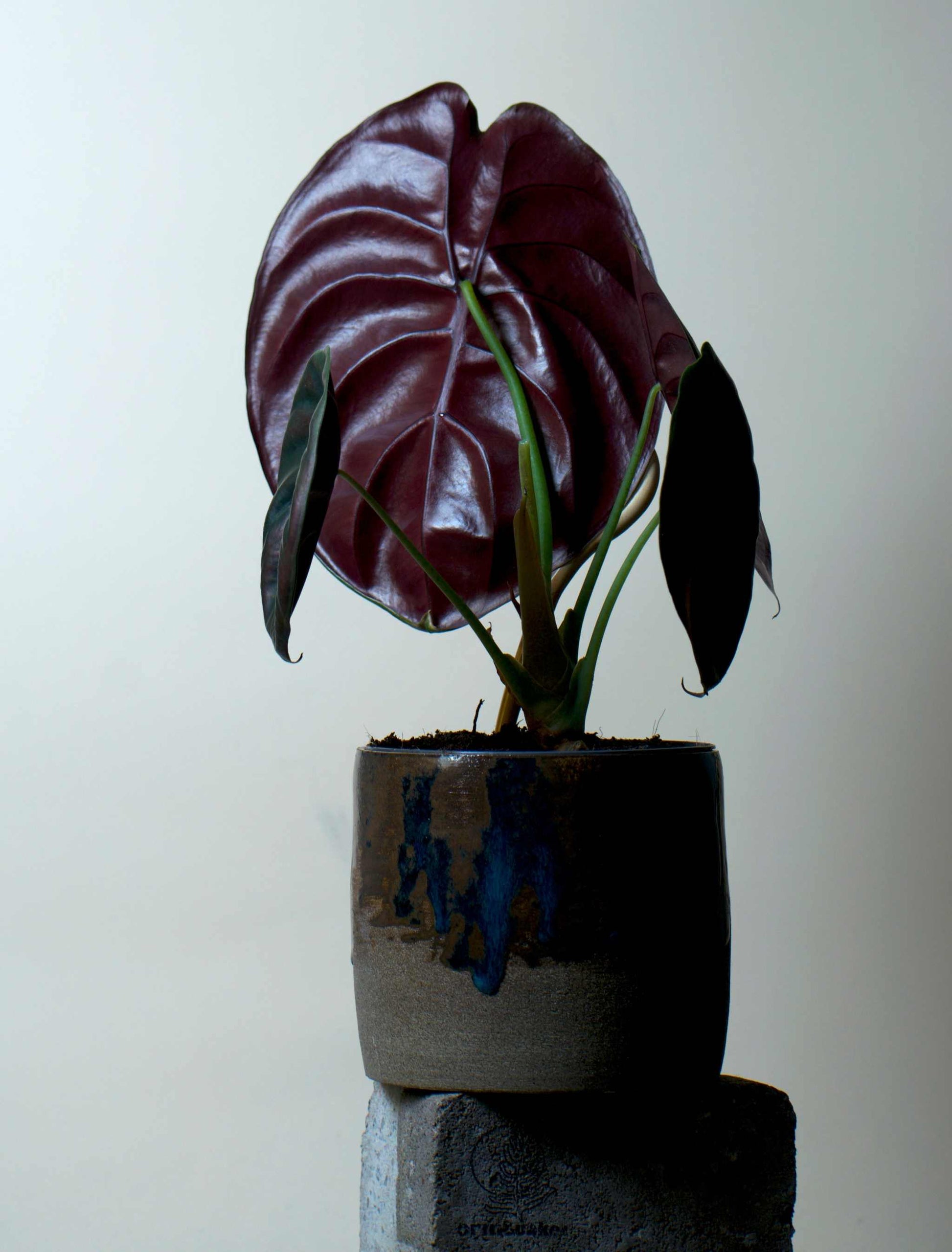 Alocasia cuprea 'kopparsköld'