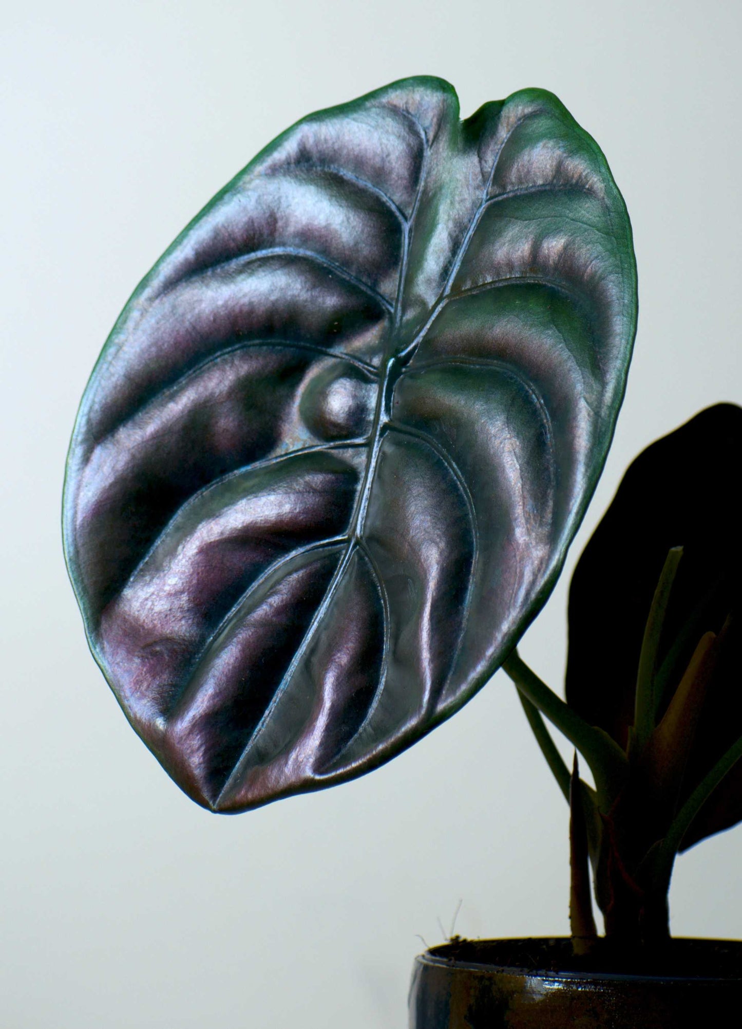 Alocasia cuprea 'kopparsköld'