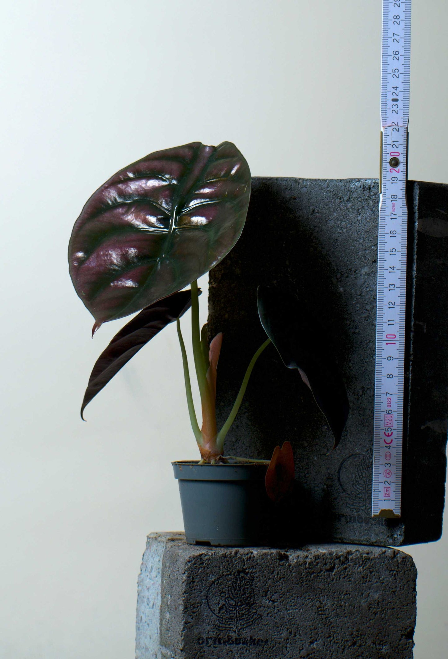 Alocasia cuprea 'kopparsköld'