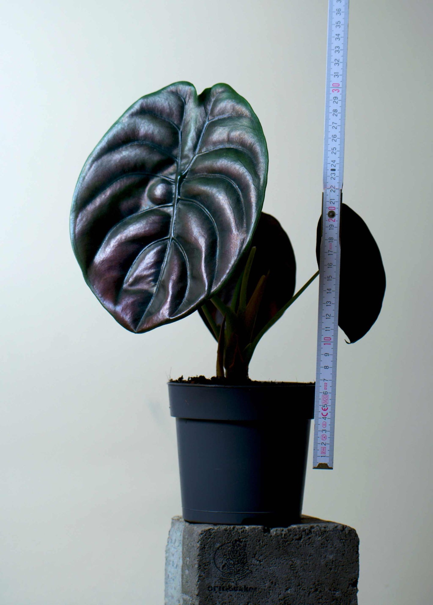 Alocasia cuprea 'kopparsköld'