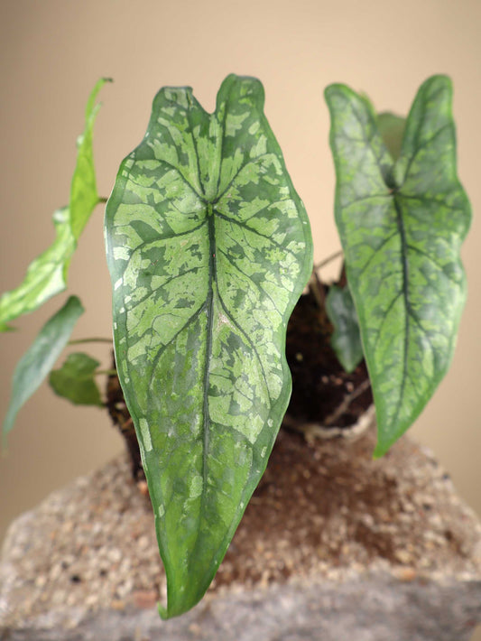 Alocasia heterophylla 'Shattered Glass'