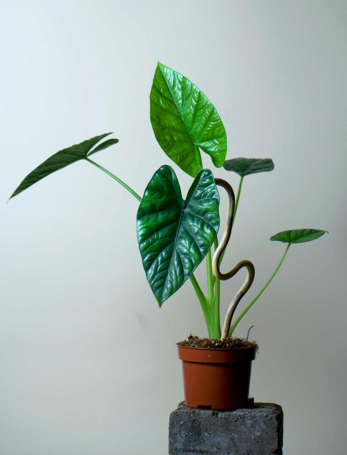 Alocasia lukiwan