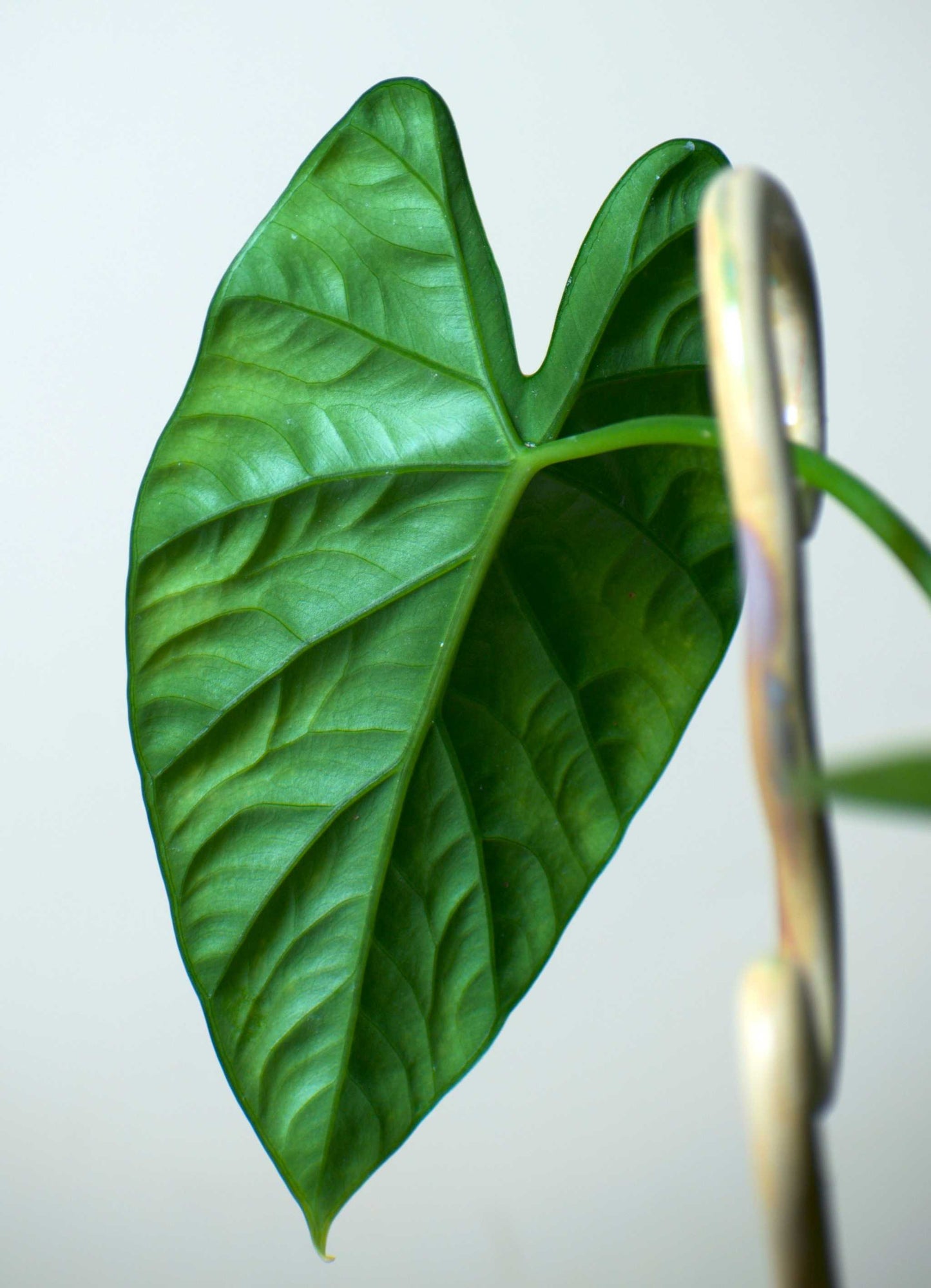 Alocasia lukiwan