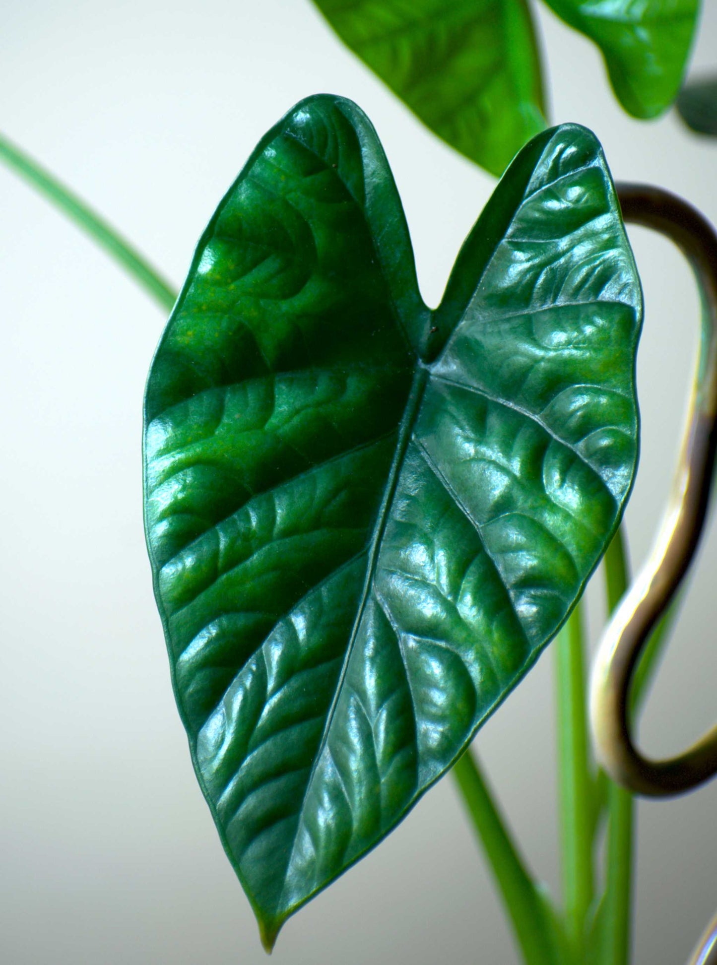 Alocasia lukiwan