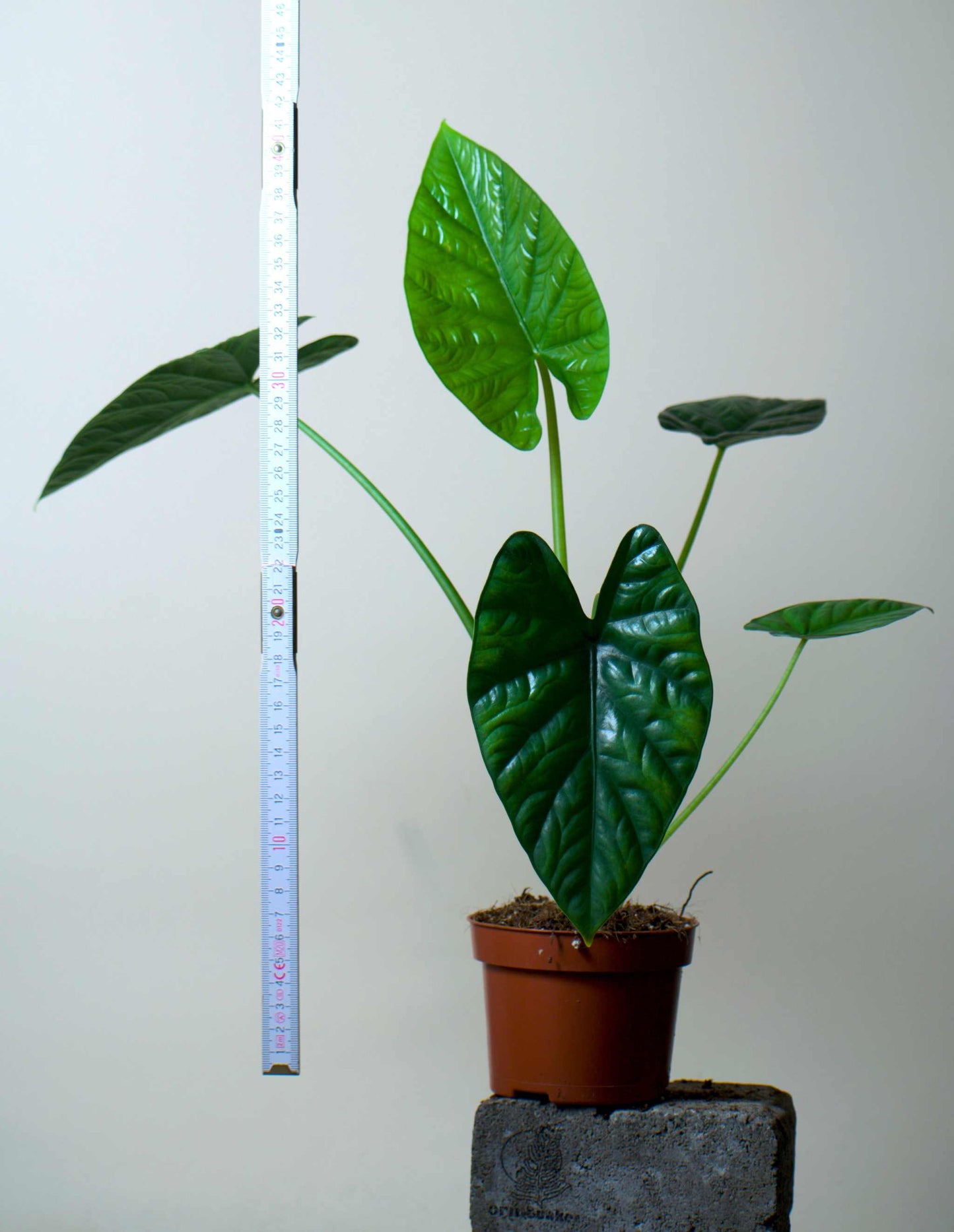 Alocasia lukiwan