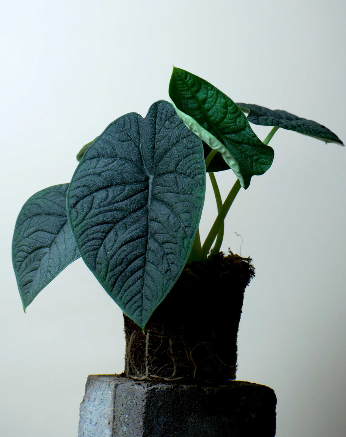 ALOCASIA MELO KRUKVÄXT