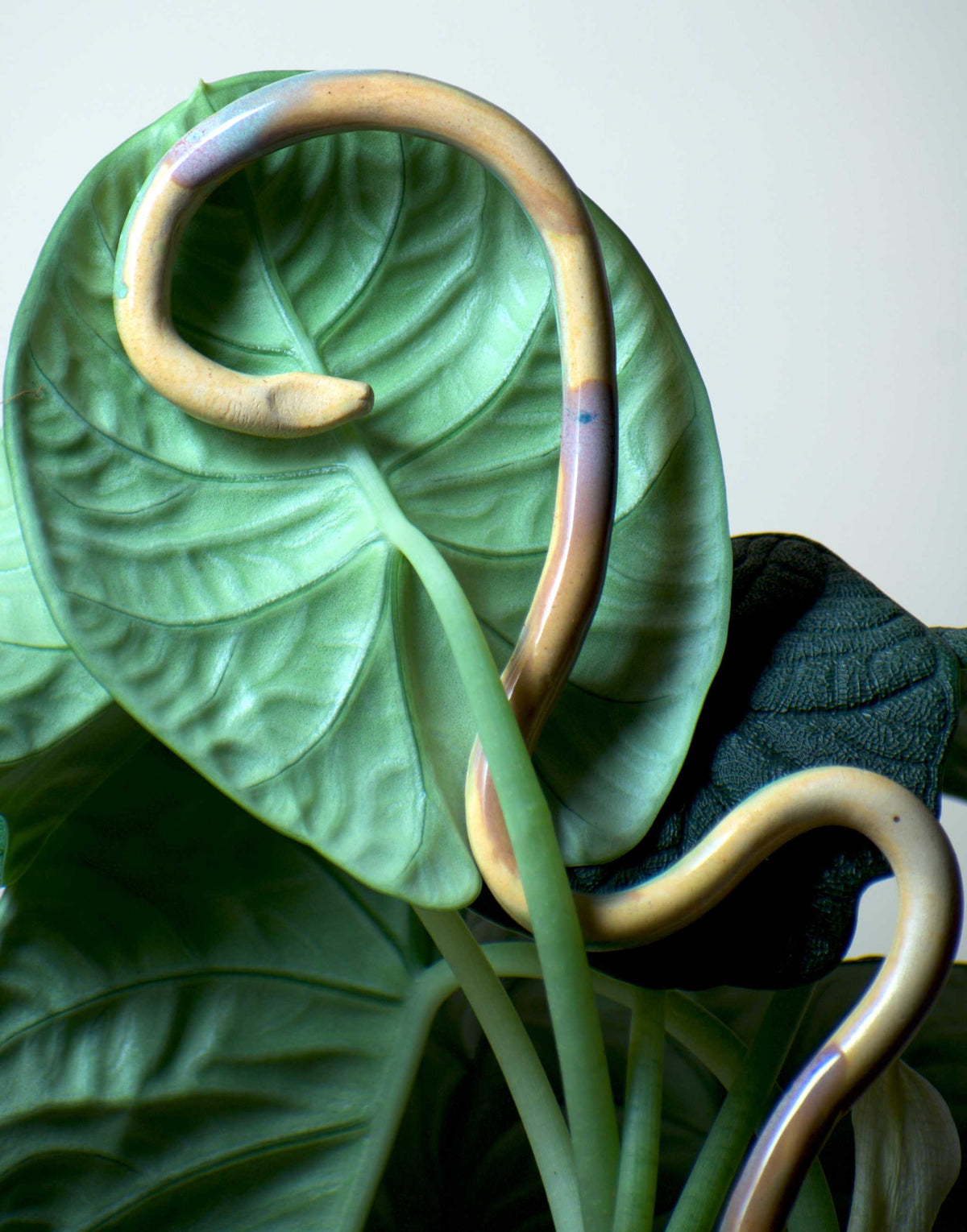 ALOCASIA MELO KRUKVÄXT