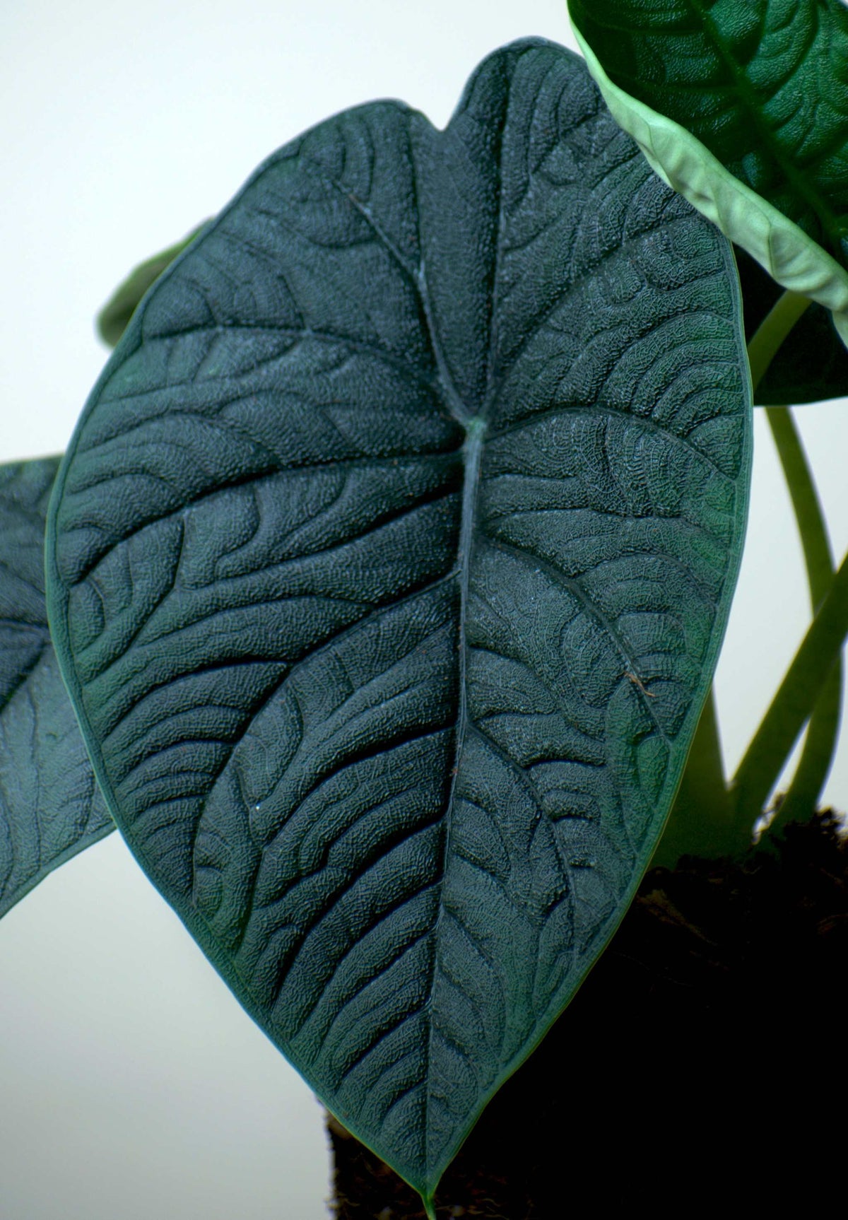 ALOCASIA MELO KRUKVÄXT