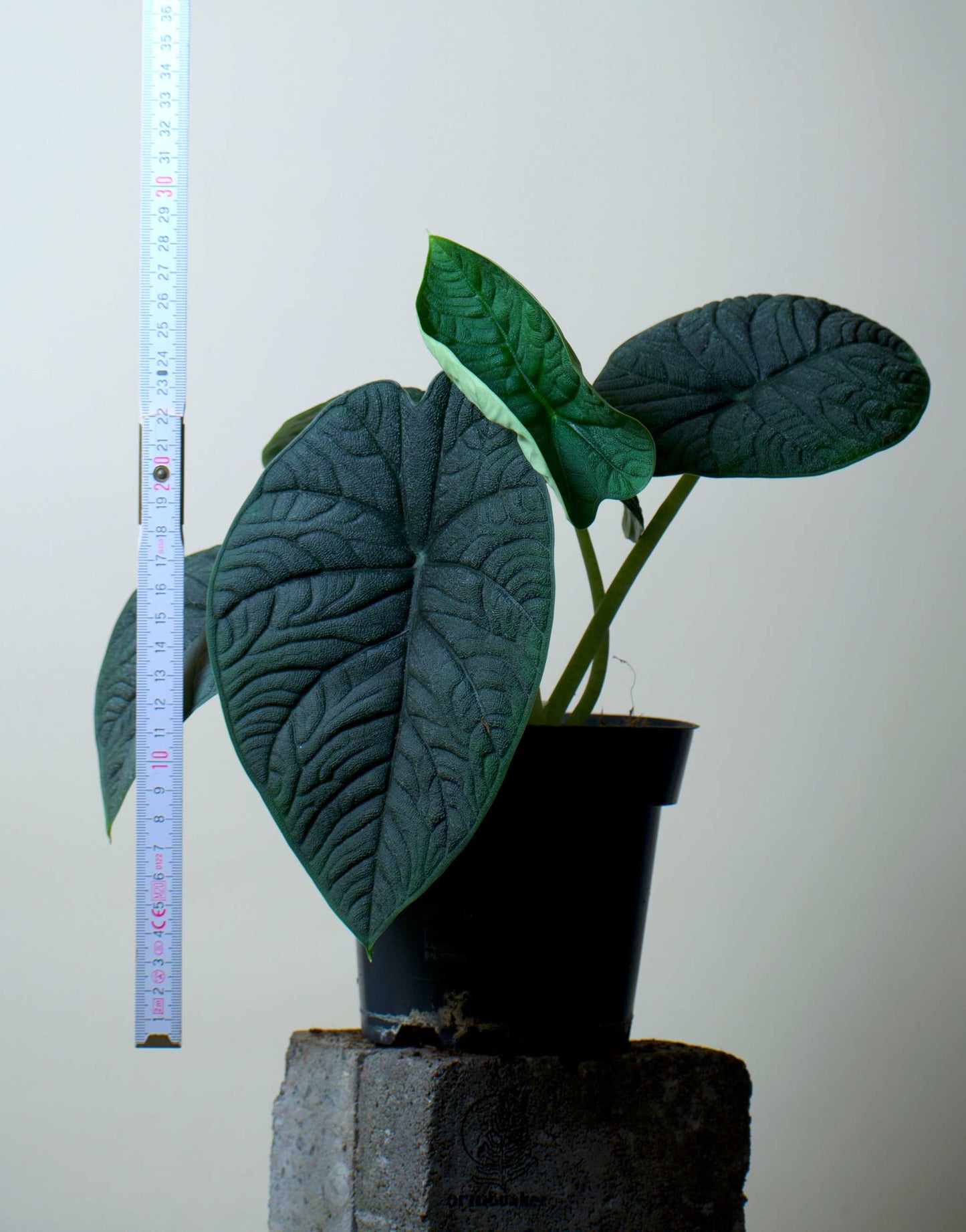 ALOCASIA MELO KRUKVÄXT