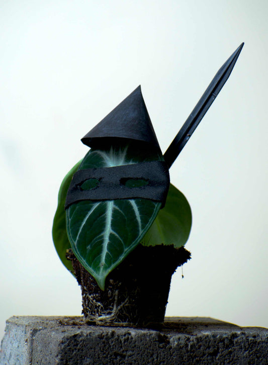 Alocasia reginula 'ninja'