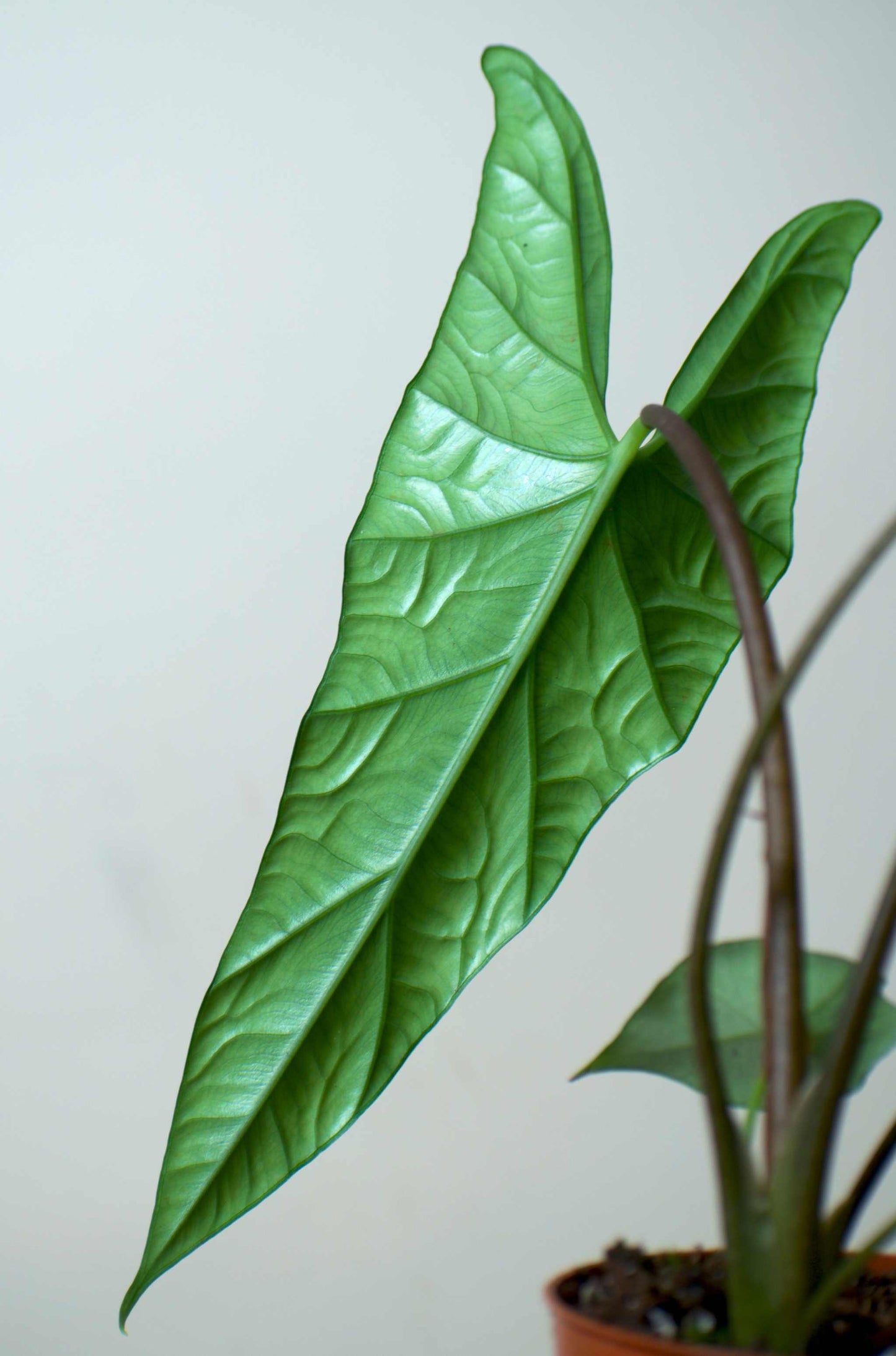 Alocasia simpo