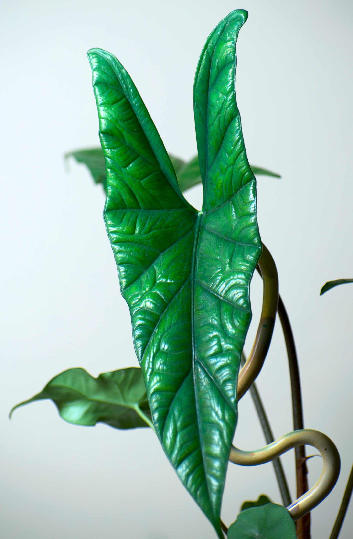 Alocasia simpo