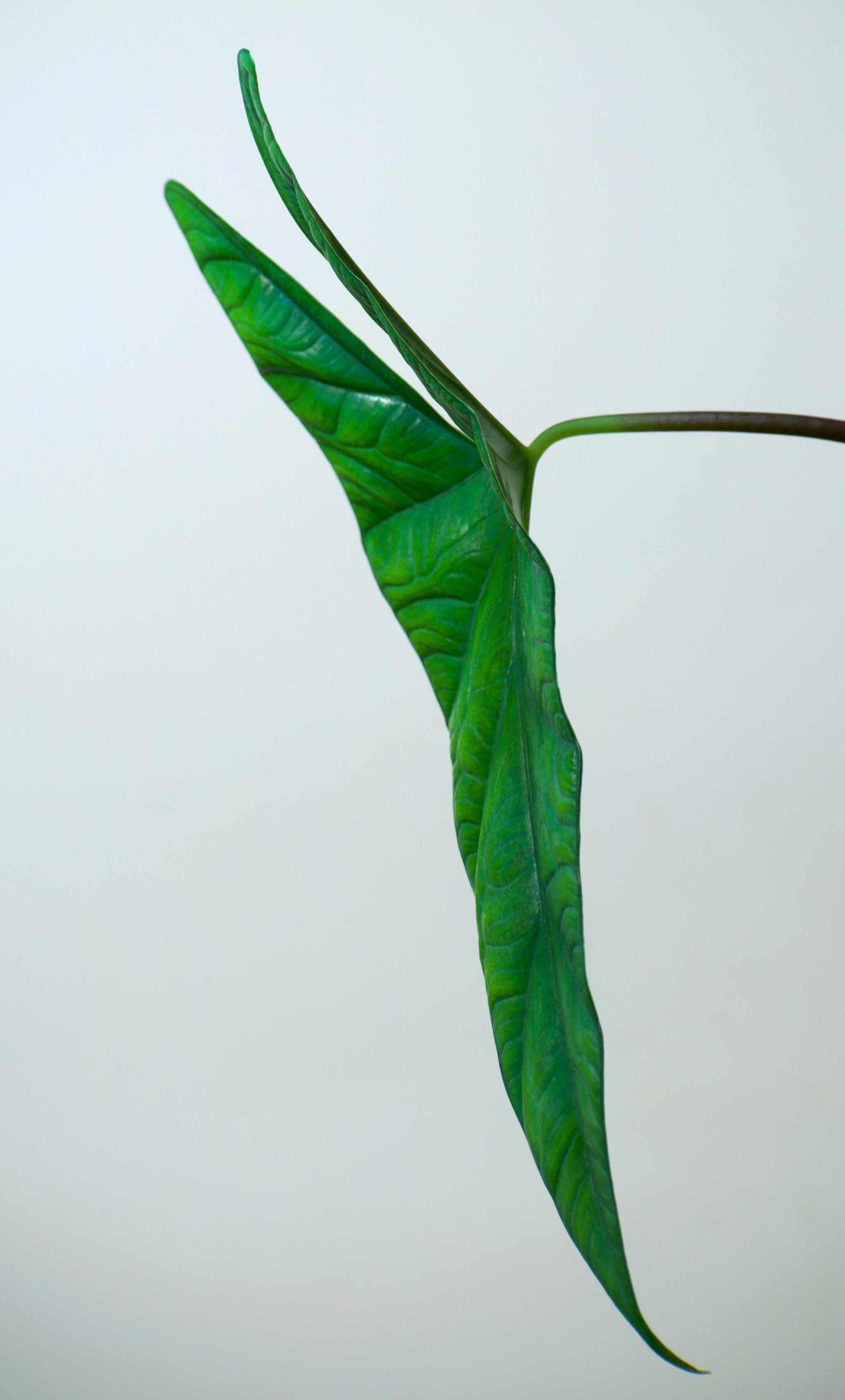 Alocasia simpo