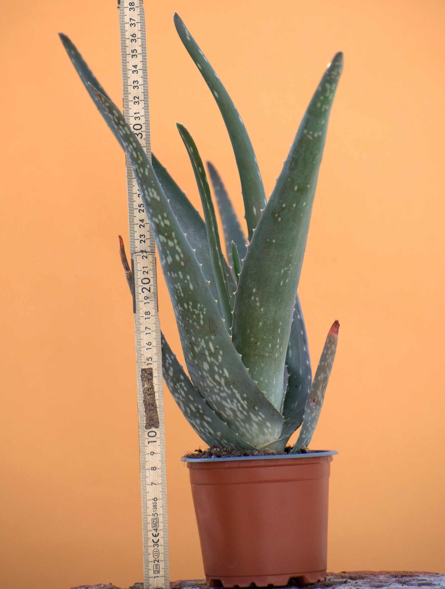 Aloe vera (Äkta aloe)