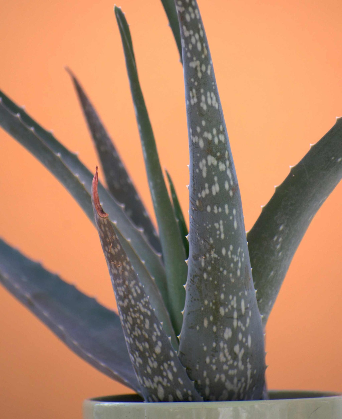 Aloe vera (Äkta aloe)