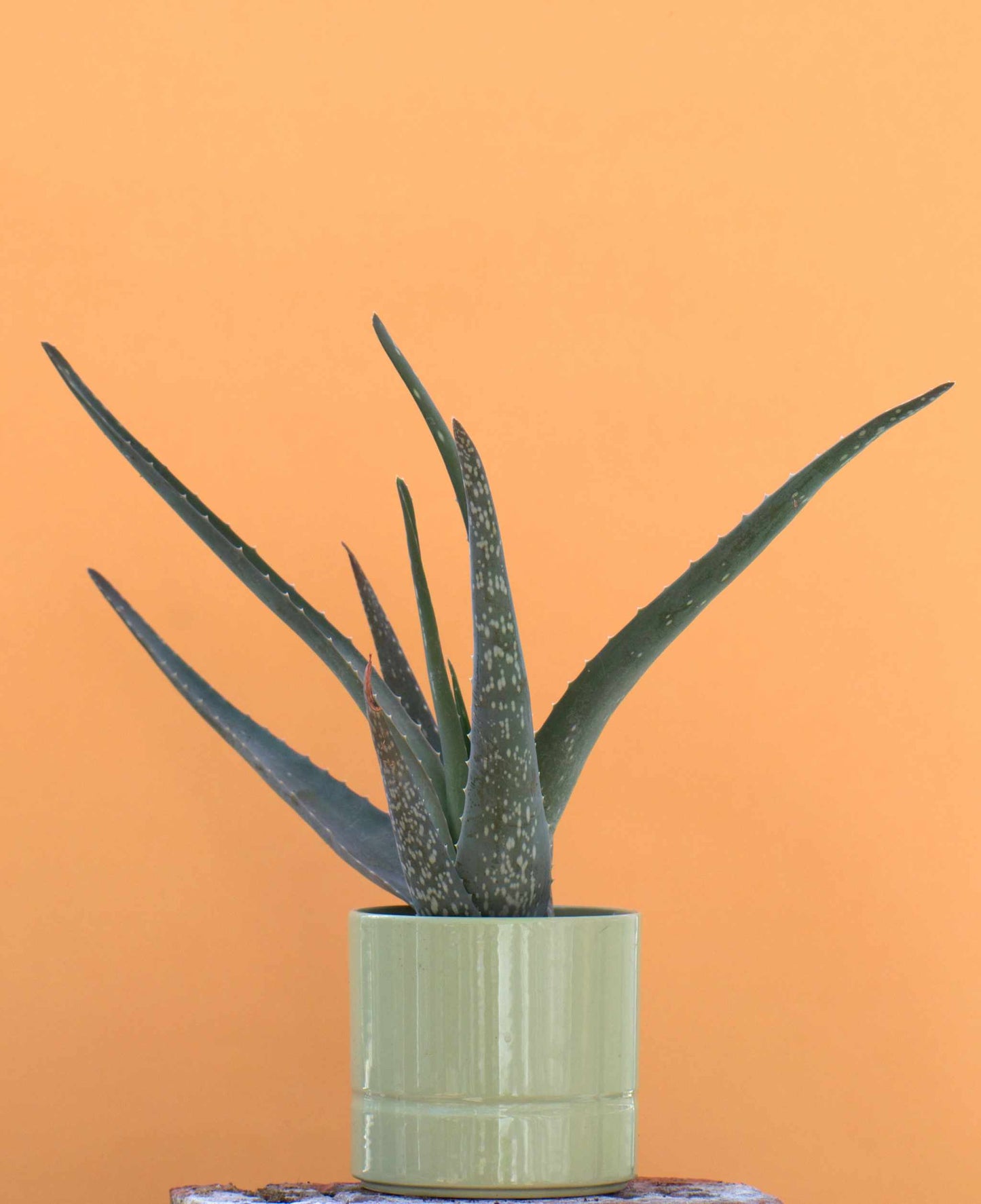 Aloe vera (Äkta aloe)