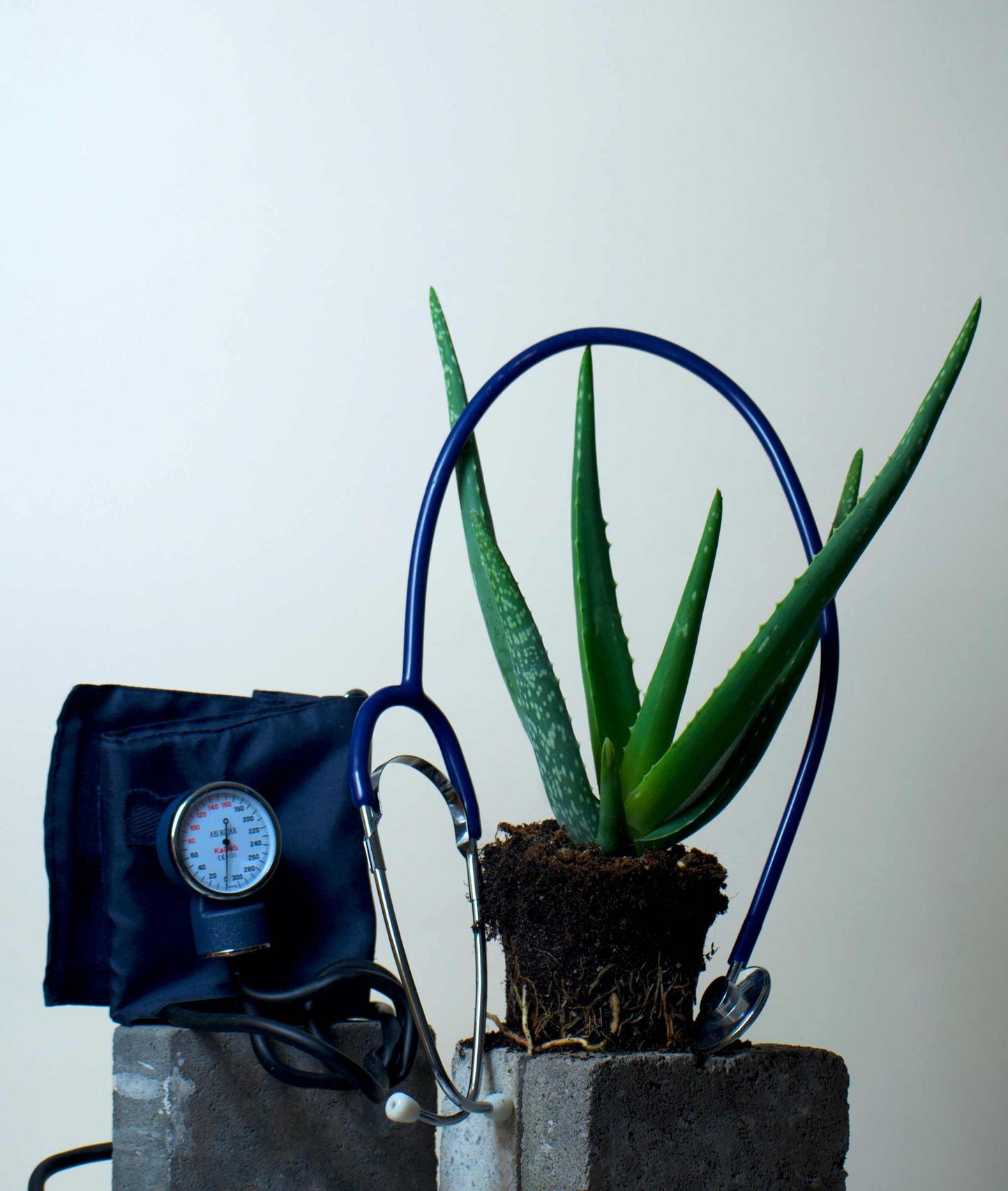 Aloe vera (Äkta aloe)