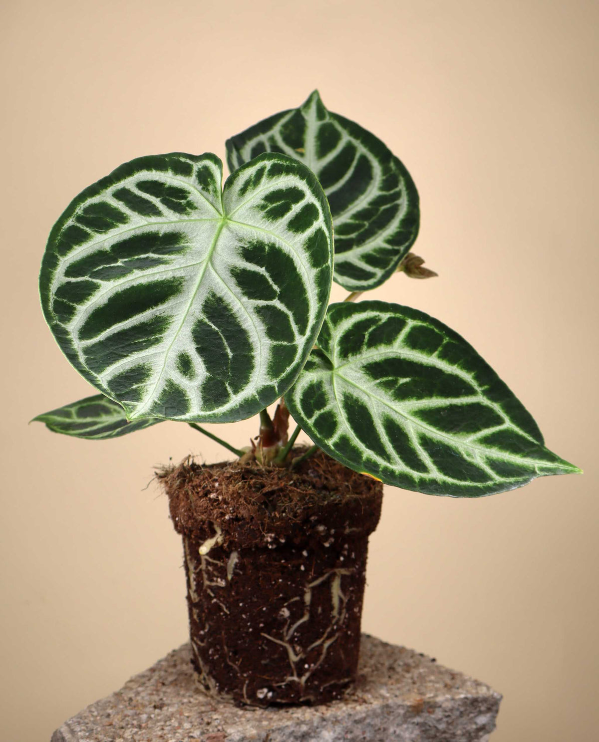 Anthurium Crystallinum 'Silver Blush'