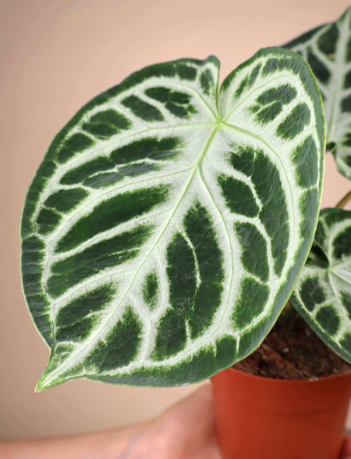 Anthurium Crystallinum 'Silver Blush'