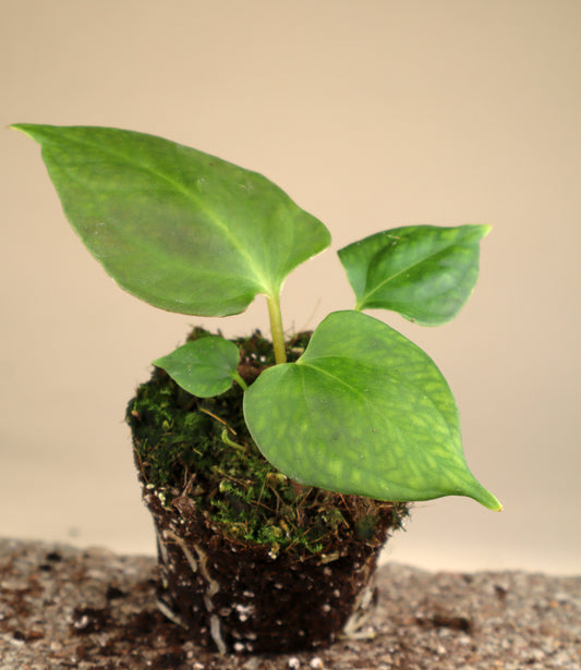 Anthurium 'Portillae'