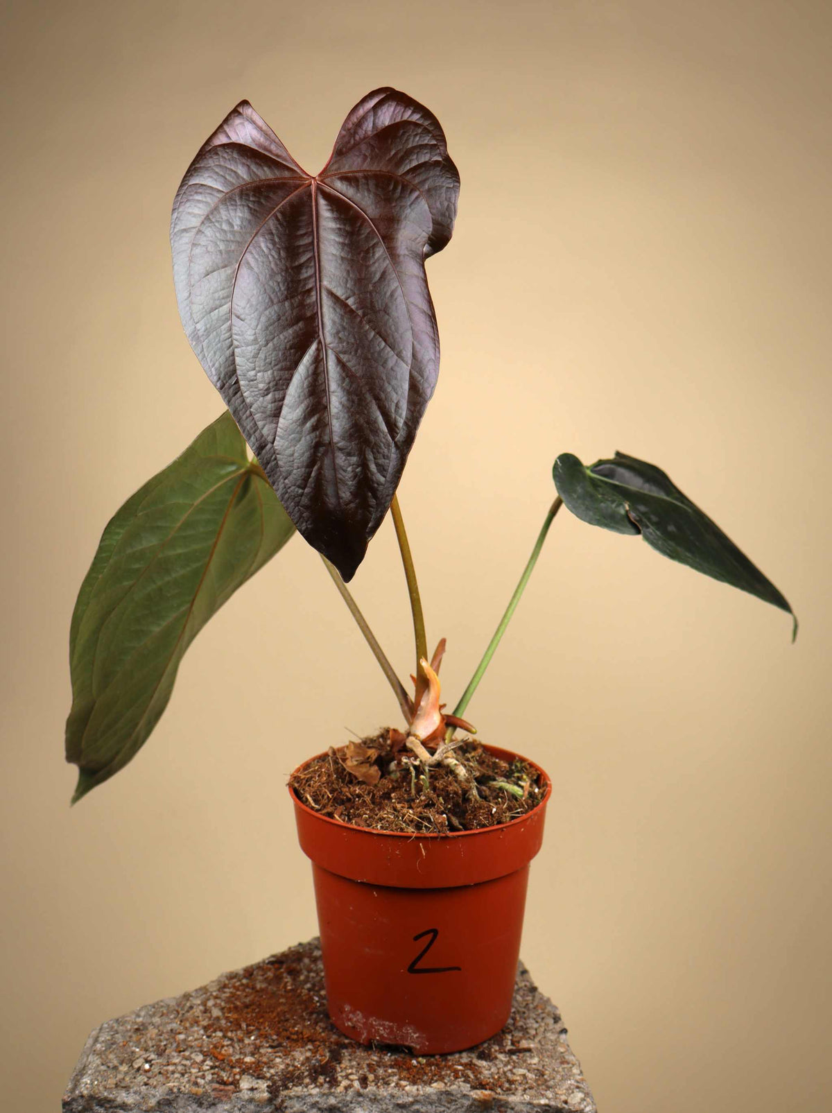 Anthurium 'Queen Of Hearts'