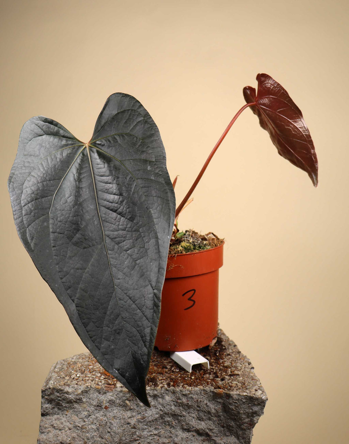 Anthurium 'Queen Of Hearts'