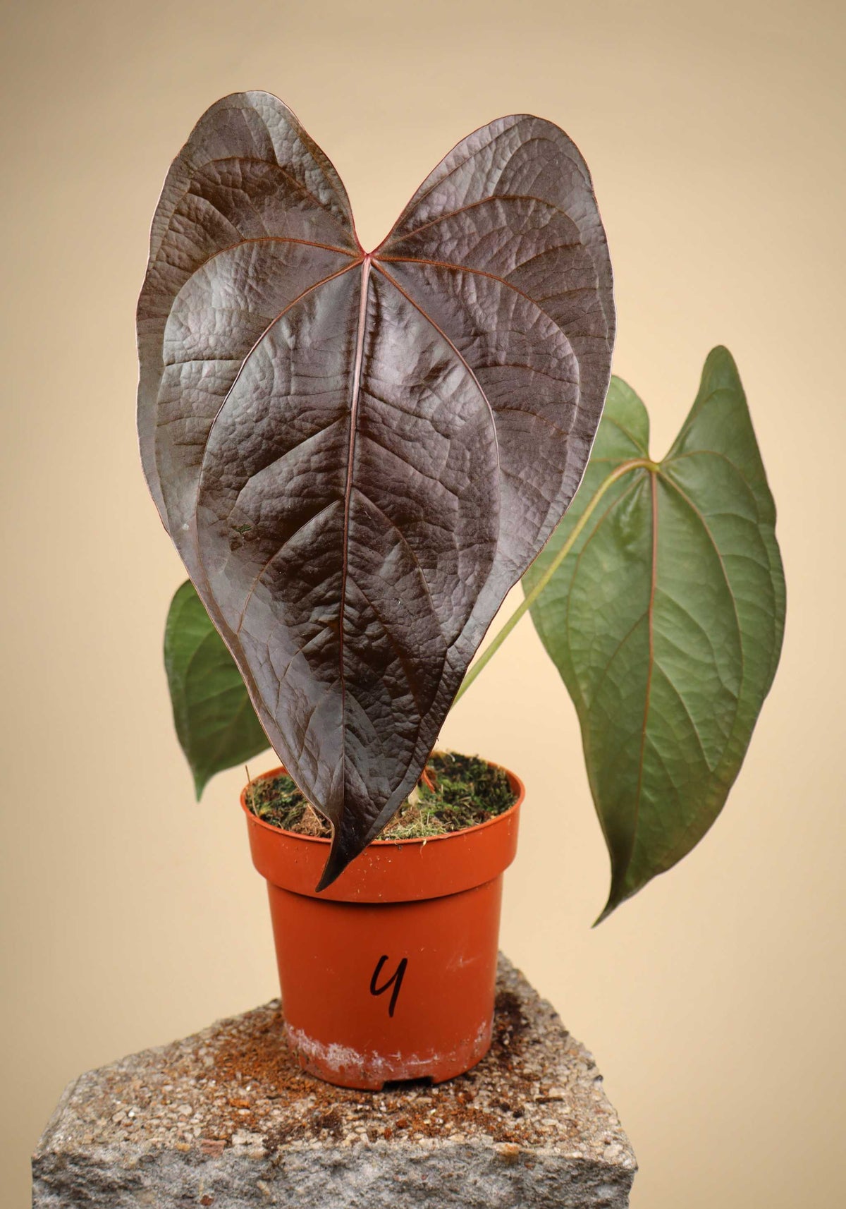 Anthurium 'Queen Of Hearts'