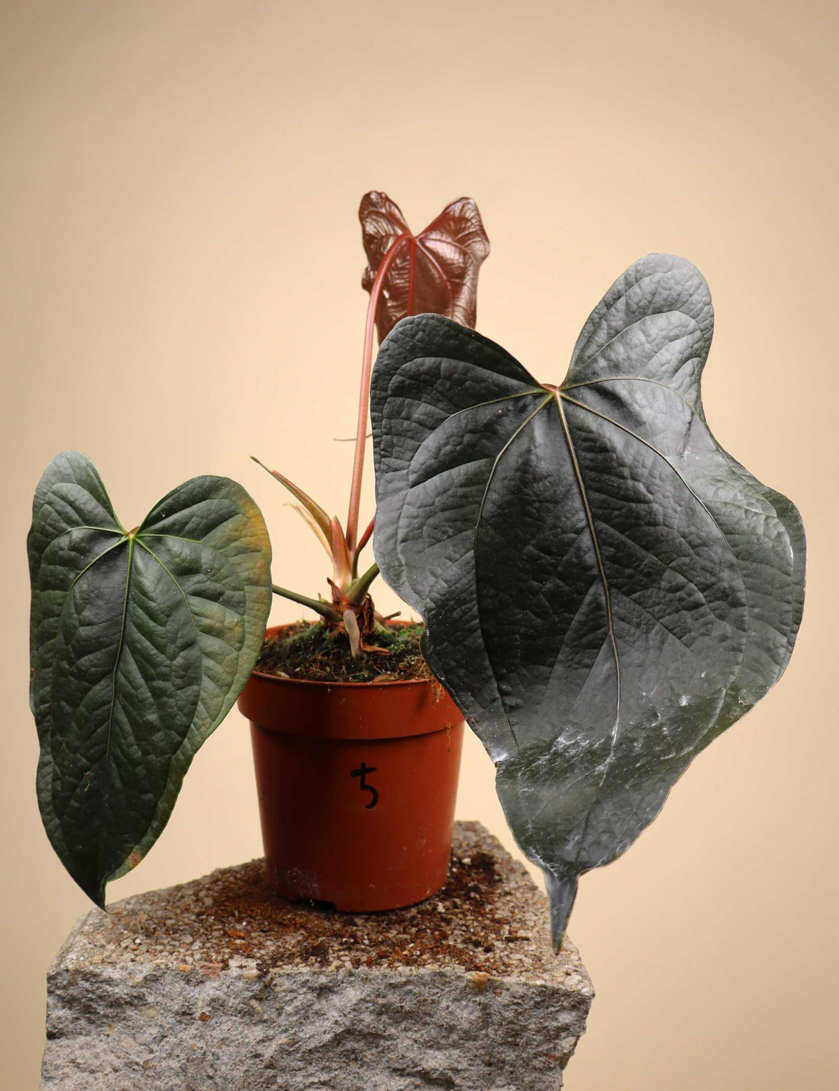 Anthurium 'Queen Of Hearts'