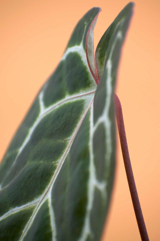 Anthurium crystallinum