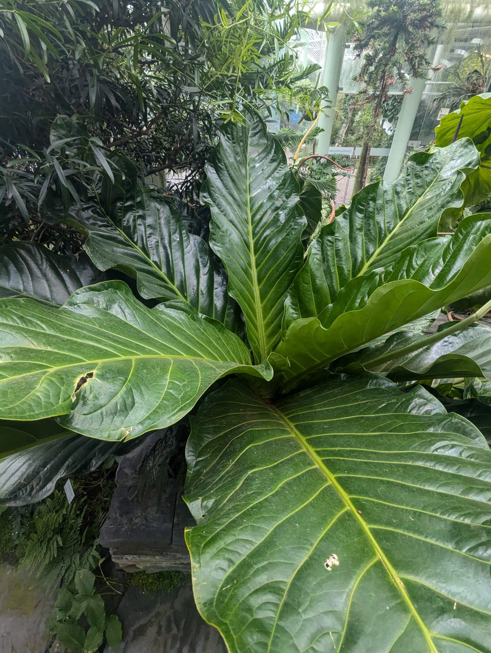 anthurium jenmanii green Buy Anthurium Jenmanii