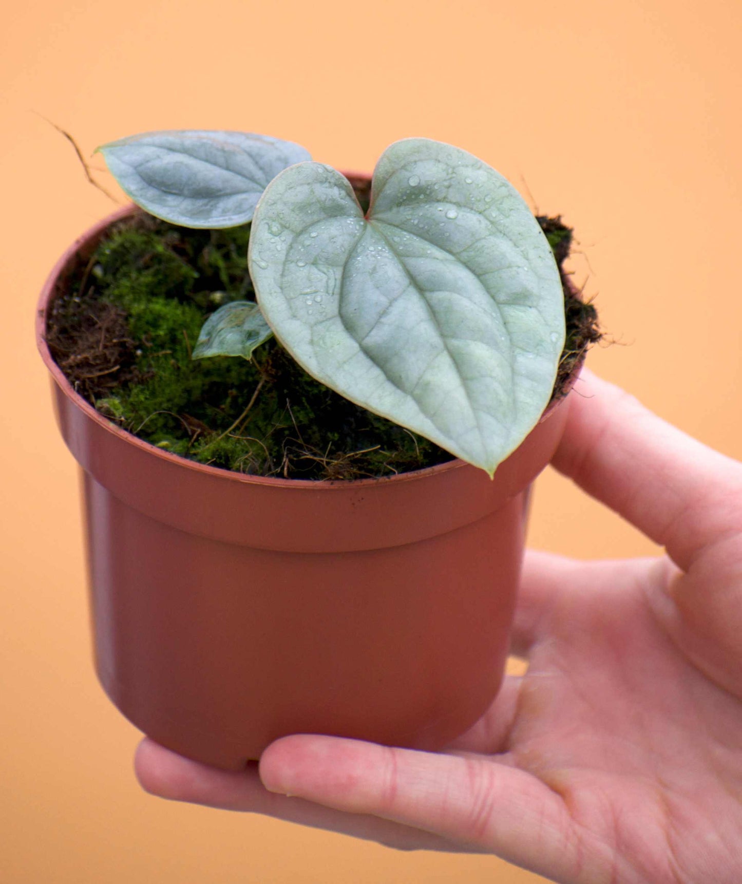Anthurium luxurians