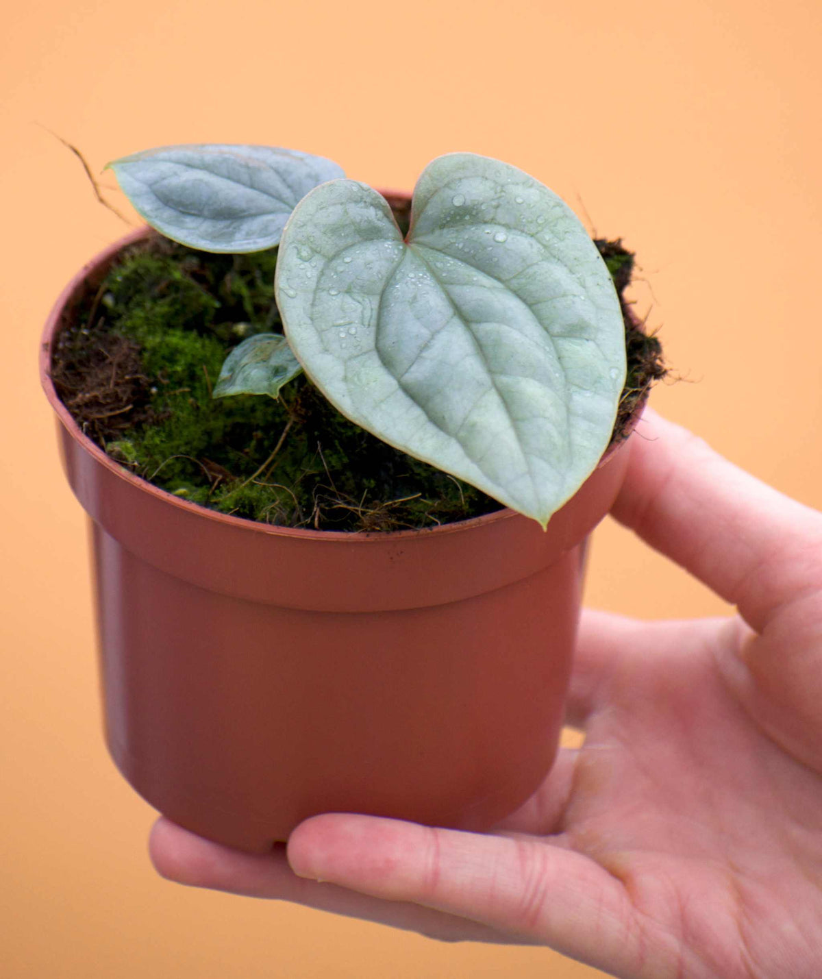 Anthurium luxurians