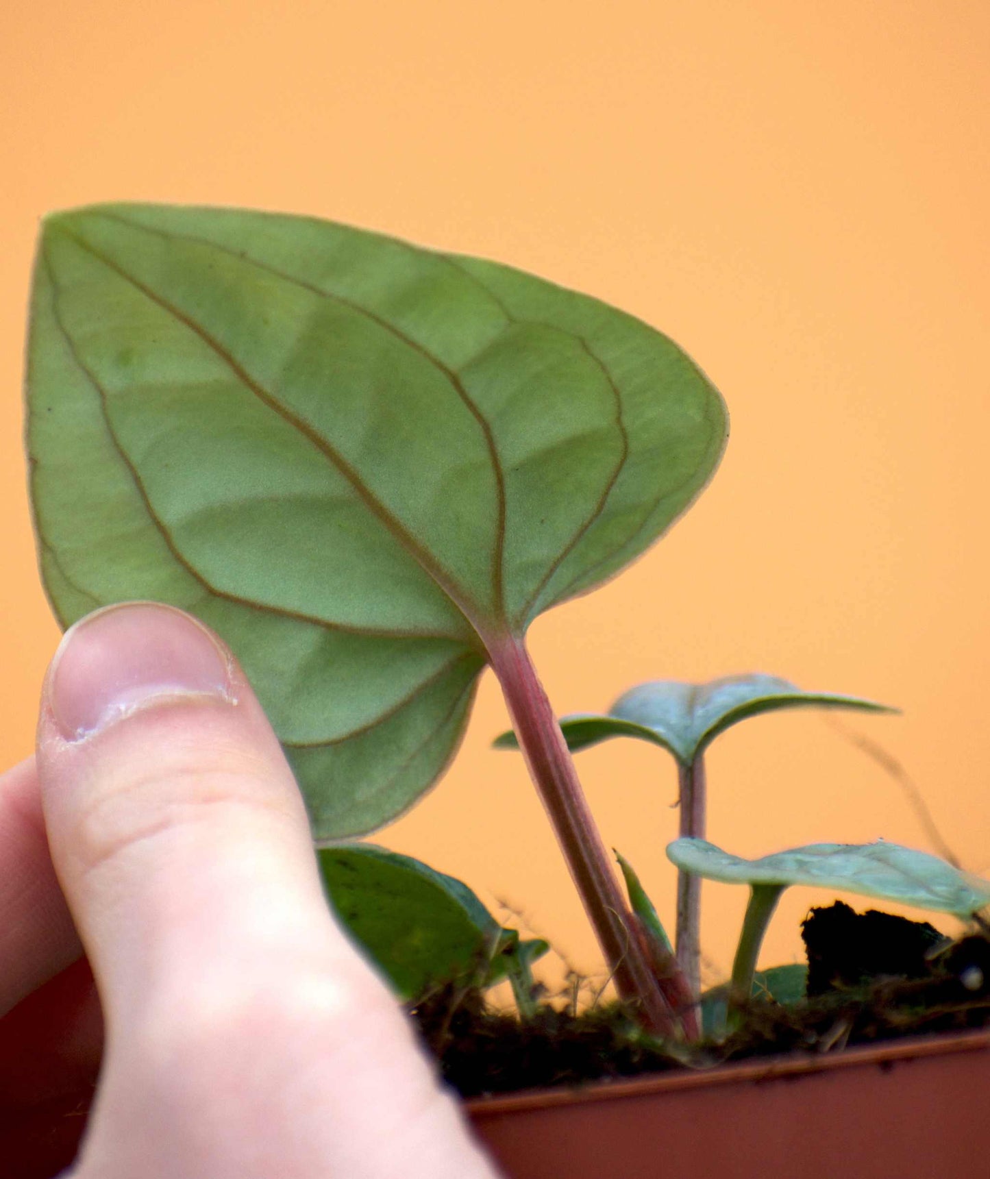Anthurium luxurians vener
