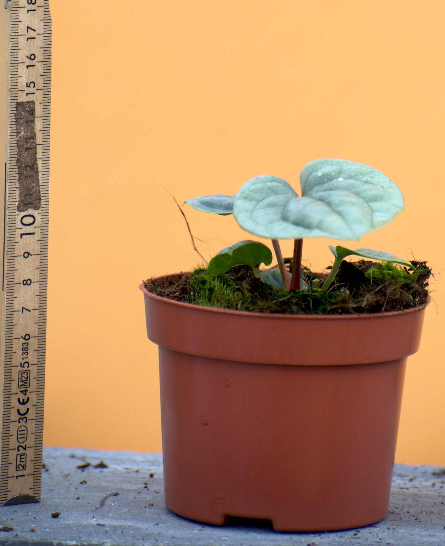 Anthurium luxurians storlek medium